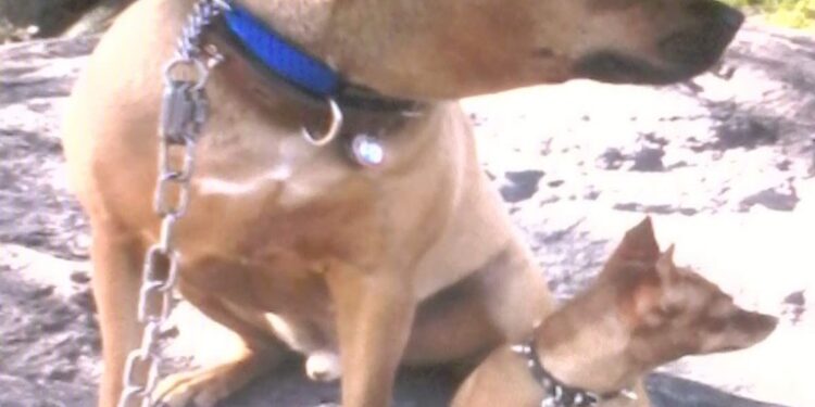 A dog was fatally stabbed in Central Park after the suspect's own dogs attacked the dog.