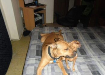 Eli, a pit bull terrier shepherd mix