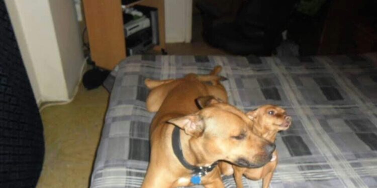 Eli, a pit bull terrier shepherd mix