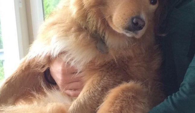 James Wesley Henry, 43, was arrested for Beignet's killing at an Asheville park Monday afternoon and charged with felony cruelty to animals, police said.