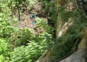 Finley Creek Jane Doe – TRUE CRIME REPORT