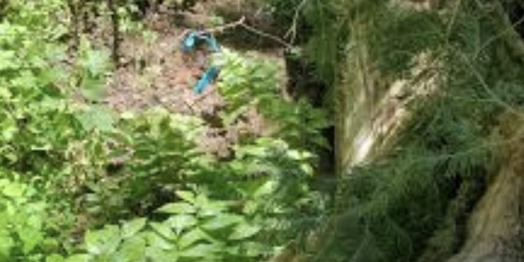 Finley Creek Jane Doe – TRUE CRIME REPORT