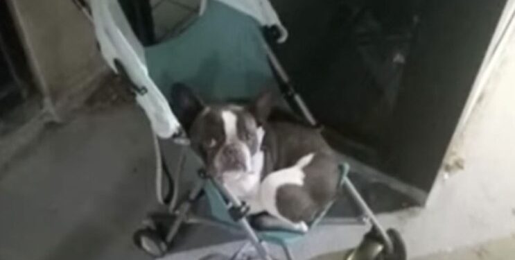 dog in stroller
