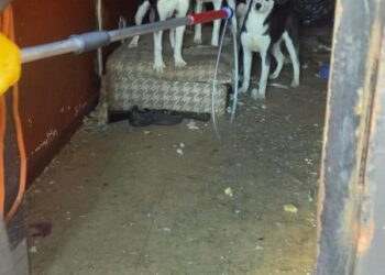 A shelter was able to rescue the dogs from the abandoned home.