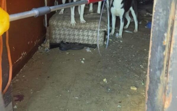 A shelter was able to rescue the dogs from the abandoned home.