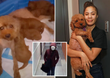 NYC dognapping victim says family is 'distraught' after losing 6 puppies