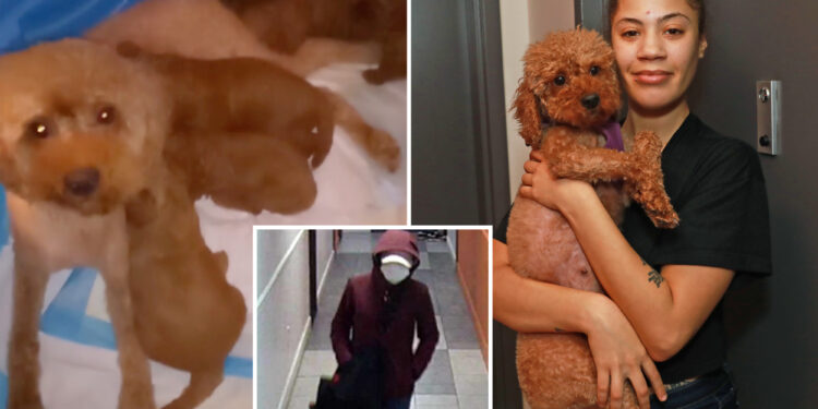 NYC dognapping victim says family is 'distraught' after losing 6 puppies