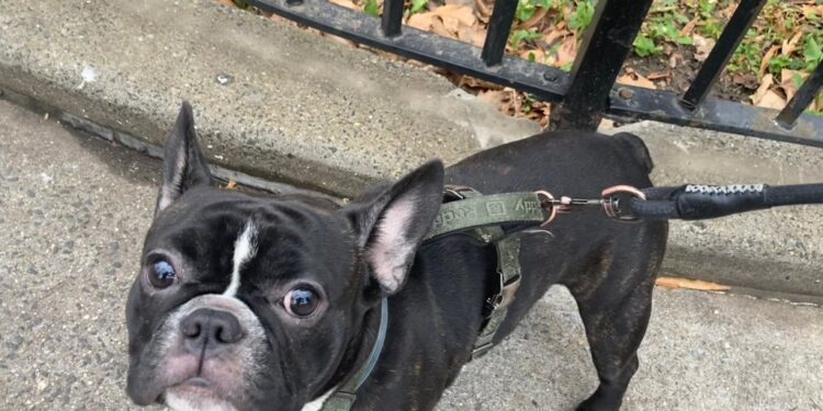 A French bulldog was stolen at gunpoint in Long Island City on Christmas morning.