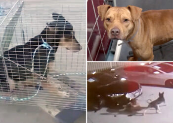 Stray dogs who caused 350k in damage to cars at a Houston dealership are in custody — and one can even be adopted