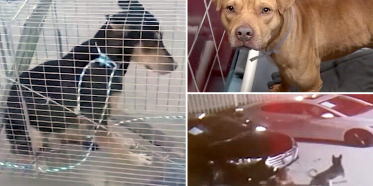 Stray dogs who caused 350k in damage to cars at a Houston dealership are in custody — and one can even be adopted