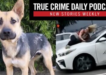 Woman clings to hood of speeding car to save stolen dog: Man sentenced for rescue dog’s brutal death
