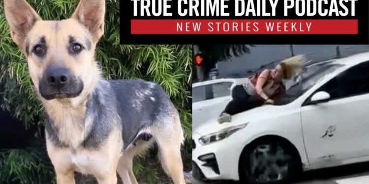 Woman clings to hood of speeding car to save stolen dog: Man sentenced for rescue dog’s brutal death