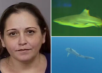 Biology professor charged with stealing $300K meant for shark research