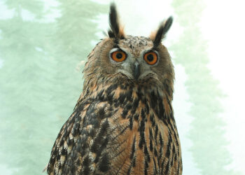 Flaco's life and death another example of NYC progressivism gone awry