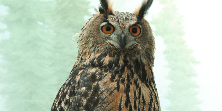 Flaco's life and death another example of NYC progressivism gone awry