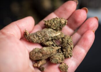 Photo of marijuana buds