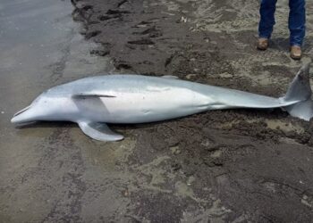 dead dolphin