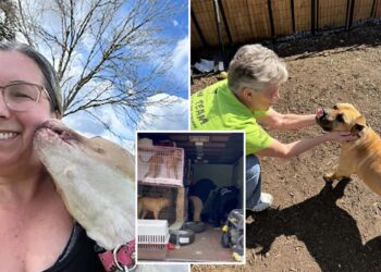 Dozens of adorable pooches rescued from South Carolina dog fighting ring