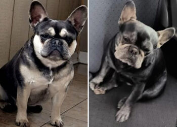 Dog thieves are dyeing fur so owners, cops can't sniff them out