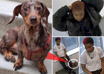 Dognappers steal dachshund named Milkshake from NYC apartment: cops
