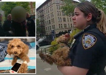 NYC cops save poodle after owner threw if from ledge: video