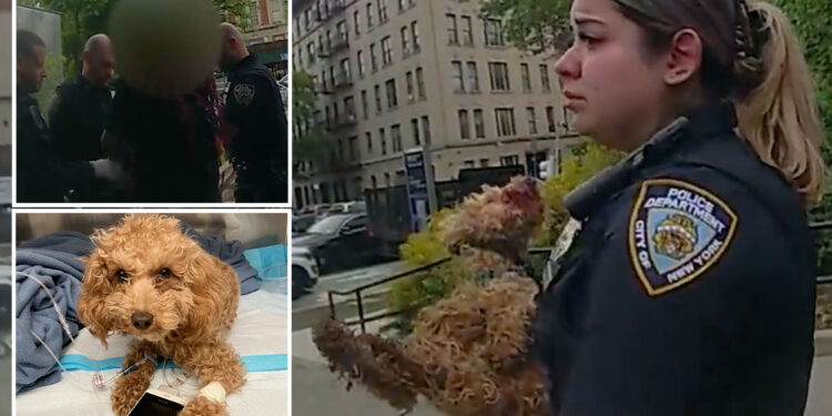 NYC cops save poodle after owner threw if from ledge: video