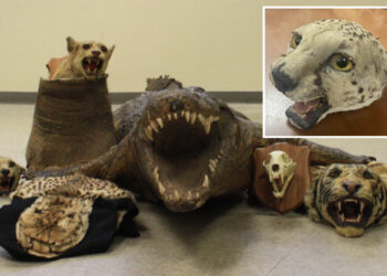 NYC man busted selling cougar head, exotic animal parts to undercover cop