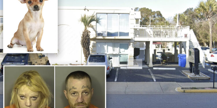 Chihuahua revived with Narcan after overdosing on cocaine and heroin