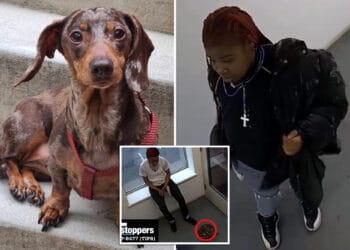 Teens busted in NYC dognapping of emotional support dog: cops