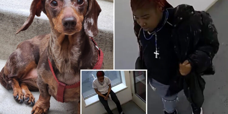 Teens busted in NYC dognapping of emotional support dog: cops