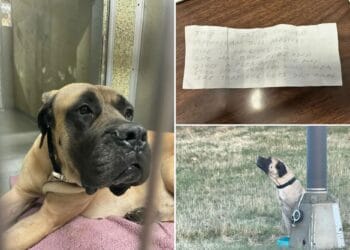 Dog cruelly abandoned on side of 'treacherous' Long Island highway tied to a pole with note by her side