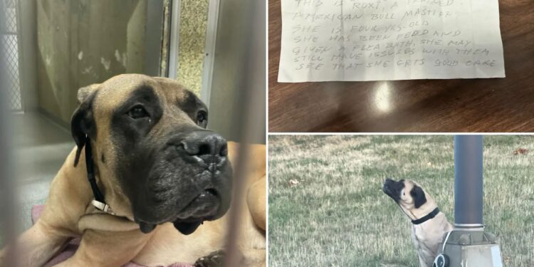 Dog cruelly abandoned on side of 'treacherous' Long Island highway tied to a pole with note by her side