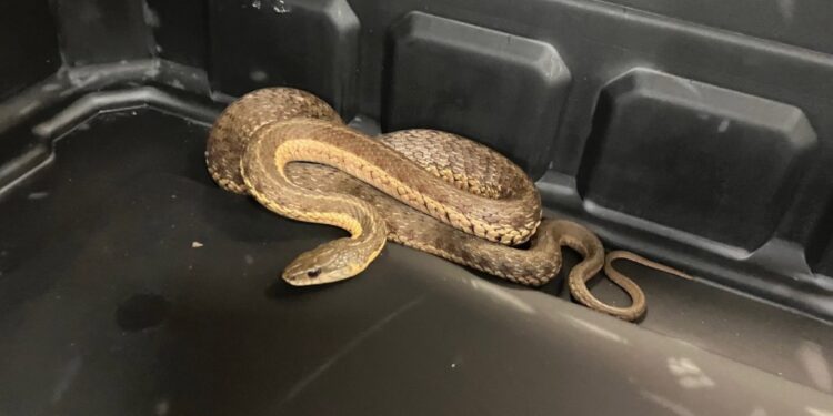 A 3-foot-long snake was found around 11:15 a.m. today at Washington Street and West 12th Street in the Meatpacking District, cops said.