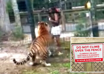 NJ Woman Accused of Jumping into Tiger's Den, Charged