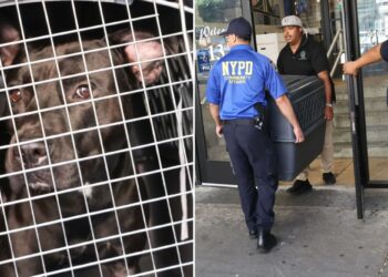 NYC pizzeria worker mauled by customer's pit bull in vicious attack: cops