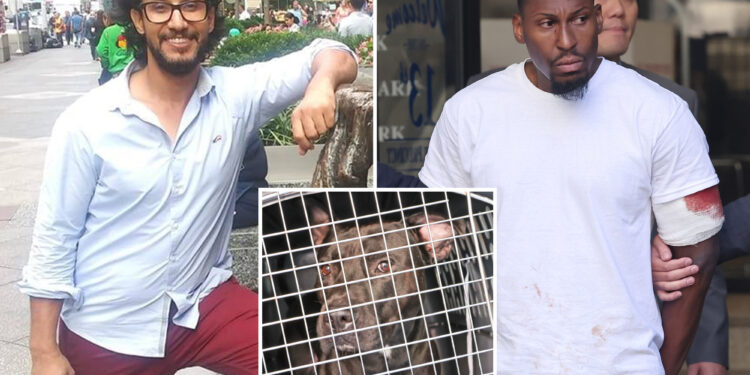 NYC pizzeria worker unresponsive after pit bull attack as owner ordered held on bail