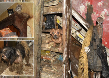 Serial NYC pet hoarder charged — again — for keeping nearly 40 cats and dogs in filthy home