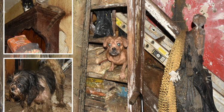 Serial NYC pet hoarder charged — again — for keeping nearly 40 cats and dogs in filthy home