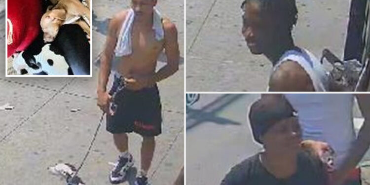 Trio of thieves beat woman, steal her two dogs on NYC street: police