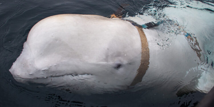 Russian spy whale shot, Letters