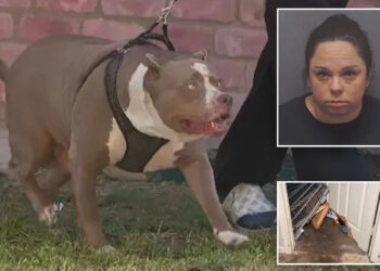 Babysitter charged after baby mauled to death by pit bulls