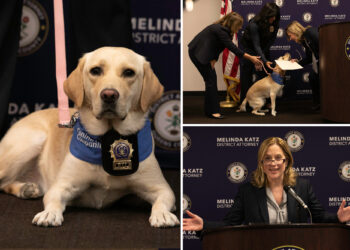 NYC 'comfort dog' used by Queens DA to help witnesses, victims open up