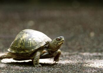 A box turtle heads towards the feet of school kids visiting Flamingo Gardens in Davie, Fla., Tuesday, May 13, 2014.