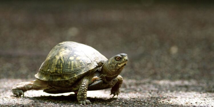 A box turtle heads towards the feet of school kids visiting Flamingo Gardens in Davie, Fla., Tuesday, May 13, 2014.
