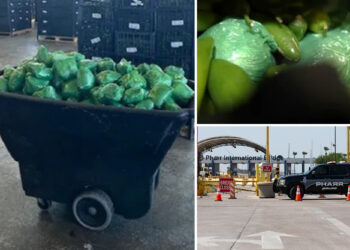 Border patrol seize more than $31M of meth hidden in shipment of peppers at Texas-Mexico border