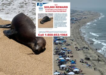 California sea lion's killer sought by federal and state officials
