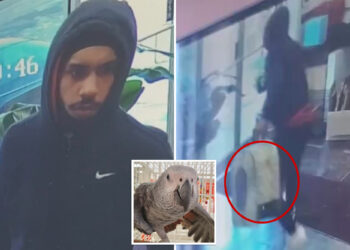 Thief caught on camera brazenly swiping $7K parrot from NJ shop