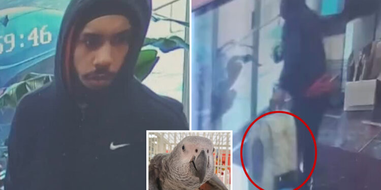 Thief caught on camera brazenly swiping $7K parrot from NJ shop