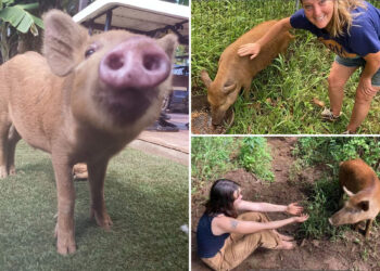Hawaii teen faces sentence for stealing, killing pet pig