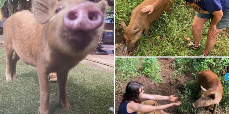 Hawaii teen faces sentence for stealing, killing pet pig